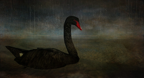 the black swan