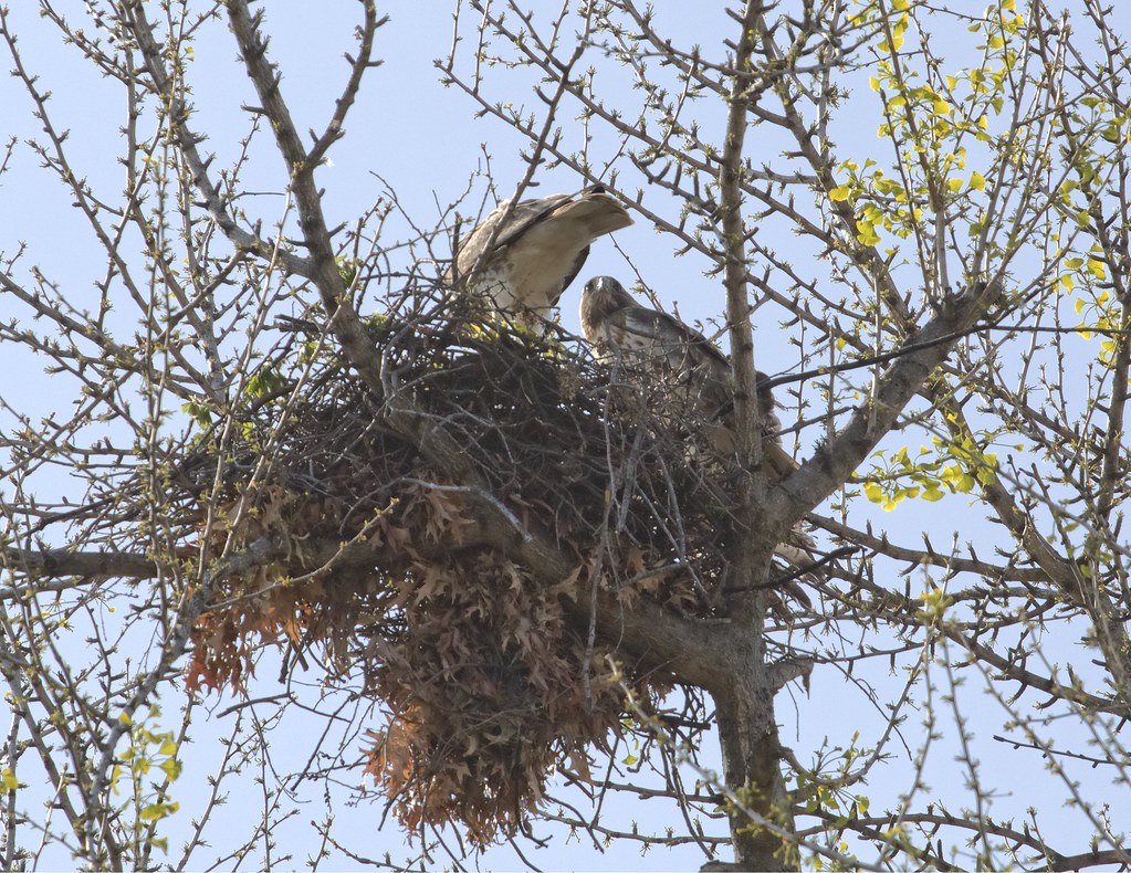 Christo & Dora on the nest
