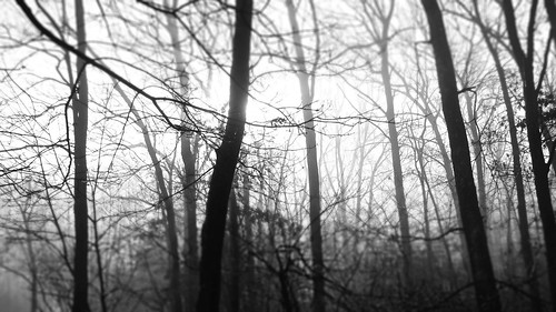 trees winter blackandwhite cold tree texture nature beautiful fog forest dark outdoors photography photo blackwhite woods flickr pretty raw foto shadows gloomy image outdoor massachusetts sony picture newengland cybershot serene capture plainvillemassachusetts dscw300