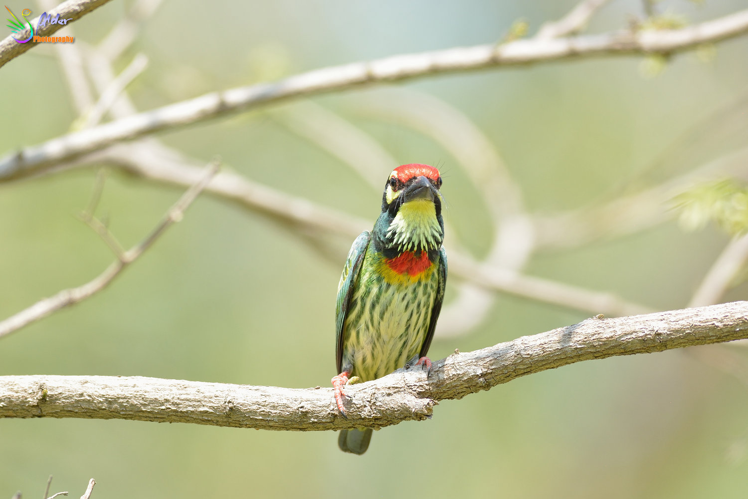 Coppersmith_Barbet_3106