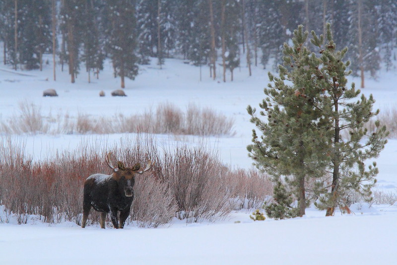 IMG_3697 Moose at Round Prairie