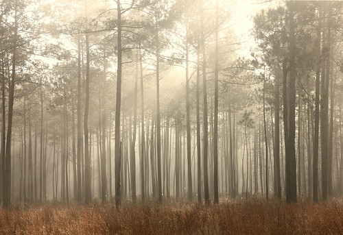 morning trees light lana nature weather fog pine forest landscape woods louisiana foggy pines grasses rays tamron sunbeams crepuscular savanna gramlich abitasprings tnc sttammanyparish abitacreekflatwoodspreserve bestcapturesaoi elitegalleryaoi canoneosrebelt2i lanagramlich dailynaturetnc16 mar132016