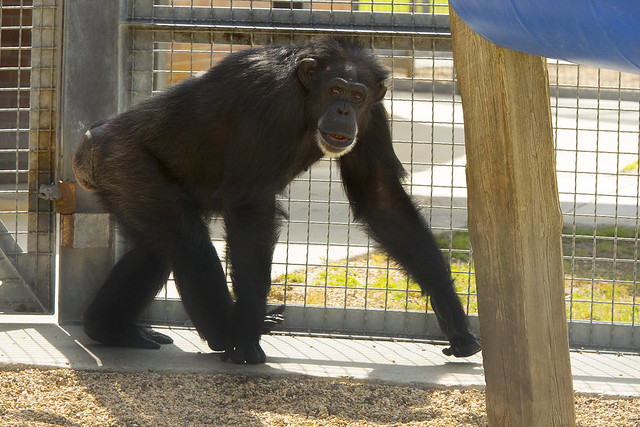 Retired Chimps at the New Iberia Research Center