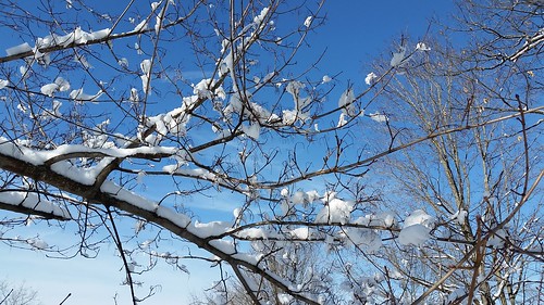 Snow on maple trees, New Hampshire ©LapdogCreations