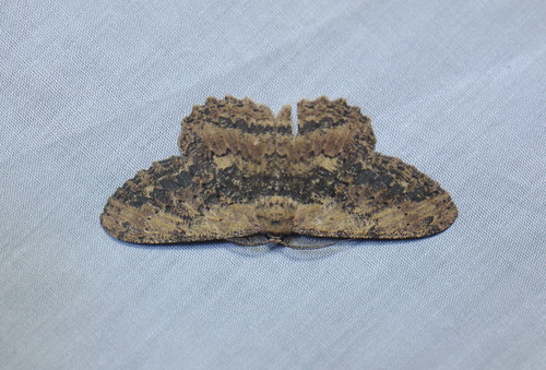 sumatra indonesia moth lepidoptera geometridae gunungleuser ketambe taxonomy:order=lepidoptera taxonomy:family=geometridae geo:country=indonesia hypomecisseparata taxonomy:binomial=hypomecisseparata