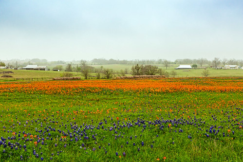 ranch flowers field landscape us texas unitedstates farm bluebonnet wildflowers wildflower brenham indianpaintbrush