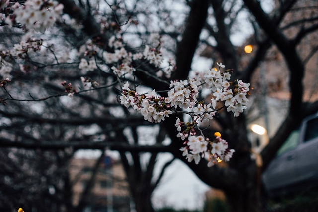 CherryBlossoms_13