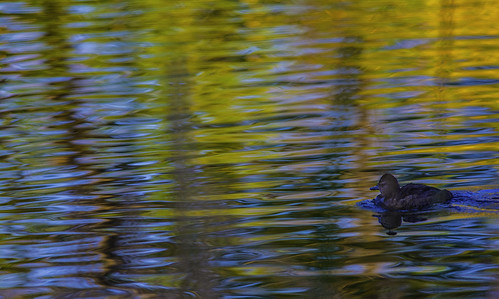 vacation arizona color bird nature water reflections colorful waterfowl naturalbeauty abstractcolor patagonialakestatepark