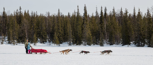 trees winter dog cold dogs canon landscape eos frozen husky finnland lappland sunny fi sledge kittilä 70d pallashusky