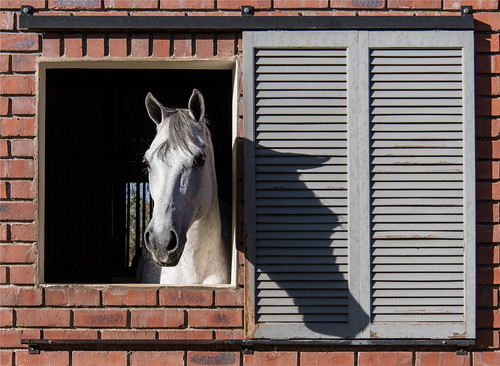 shadow horse southafrica equestrian stables gauteng midrand boerperd