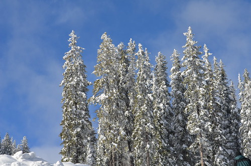 trees sky snow bc apexmountain