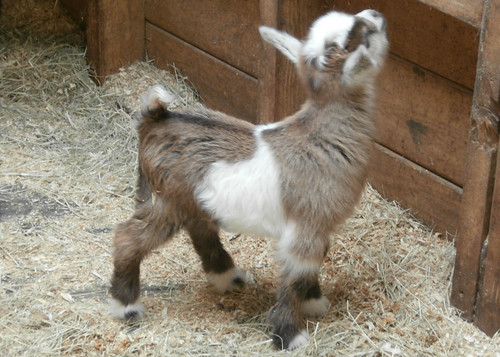 kid goat pygmy tupelobuffalopark