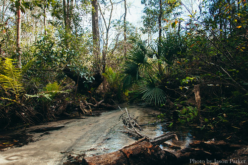 wild green nature water creek landscape woods stream florida hiking brook naturalbeauty northflorida goldheadbranchstatepark keystoneheights goldheadbranch springhunters