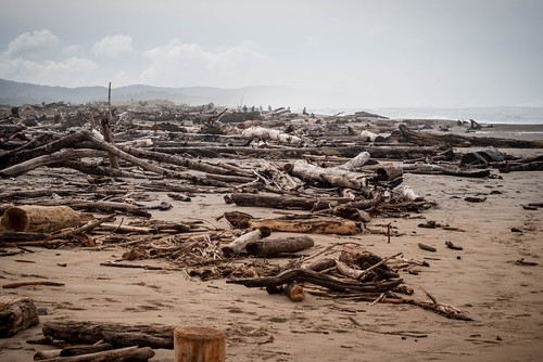 The Graveyard of Washed Up Trees