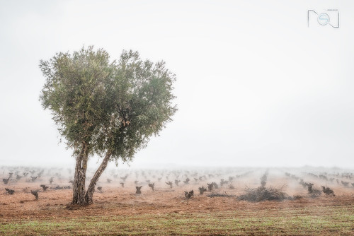 tree fog landscape arbol la viña paisaje toledo niebla castilla mancha cepas