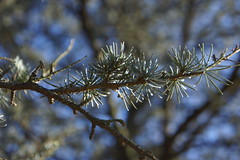 Short, silvery-blue needle foliage arranged in radial bunches
Bark looks like small scales
Small male pollen cones
Branches grow outward horizontally