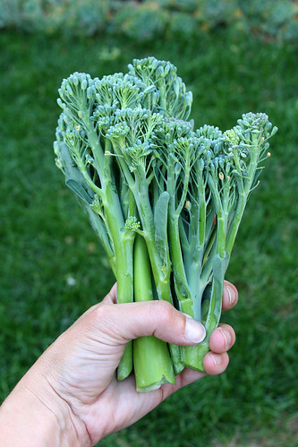 Broccoli harvest