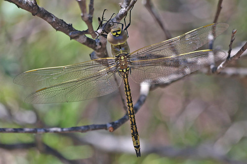 dragonfly australianemperor greenlands anaxpapuensis