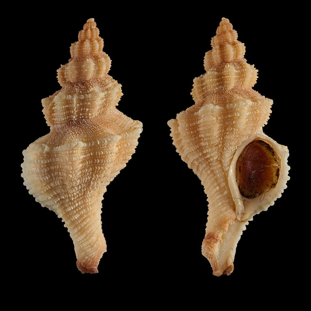 Muricidae Ocenebrinae Gracilipurpura craticulata (Bucquoy & Dautzenberg, 1882) 25514816440_68bb1c05f8_z
