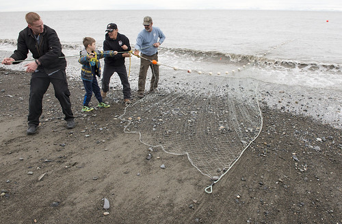 Kaleb Franke, Ryder Lageson, Eddie Engelstad and George Showalter pull the net into Cook Inlet to start the 2016 fishing season during the Opening of the Net celebration.