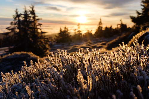 sunrise germany de frost brocken wald sonnenaufgang morgen harz wernigerode tannen sachsenanhalt