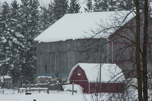 winter snow ontario canada barn 2016 morristurnberry