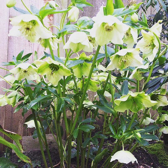 Hellebores in the backyard. 💚