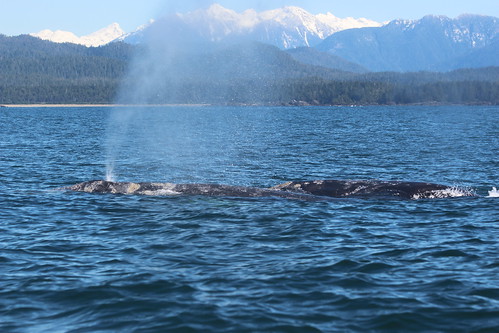 Gray whales near area of glider deployment