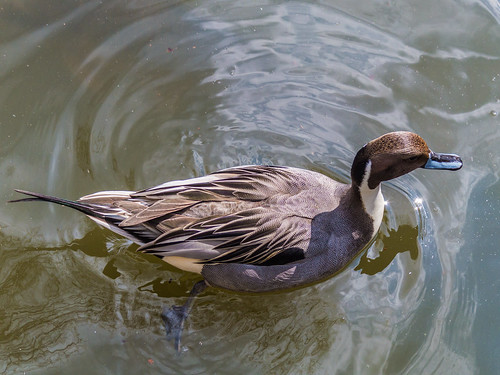 Pintail has appeared!