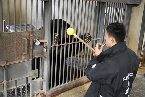 Assistant Bear Manager Shi Xueliang - "Rocky" - calms Barri with an enrichment item