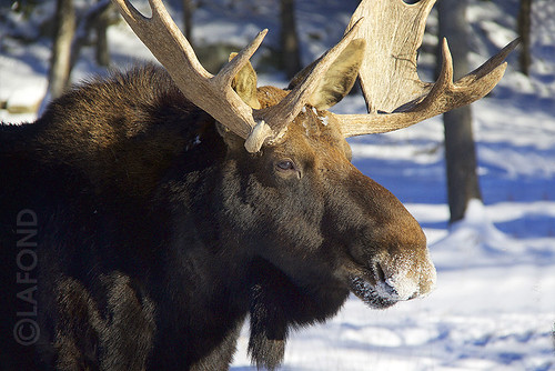 moose montebello orignal outaouais parcoméga forêtboréale scènedhiver