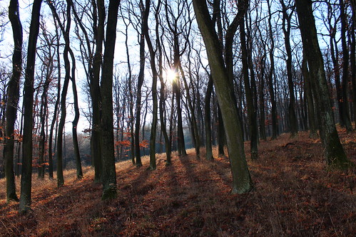 trees winter light sunset sun forest afternoon shadows backlit goldenhour
