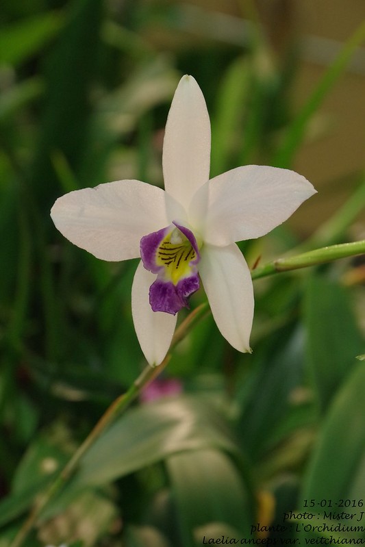 Exposition orchidee à Poissy les 15,16 et 17 janvier 24409584505_b4bc39aac8_c