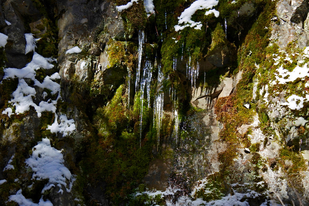 Moss & icicles