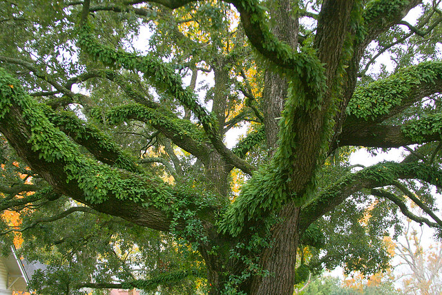 Fern covered oak