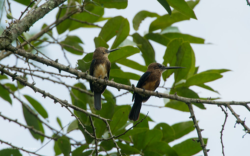 nature birds colombia wildlife meta birding aves birdwatching sanmartin piciformes jacamar galbulidae brachygalbalugubris andrescv