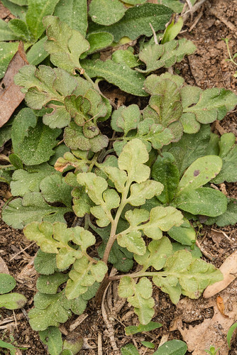 ferns ophioglossaceae pteridophytes botrypus botrychiumlunarioides hiemobotrychium holubiella