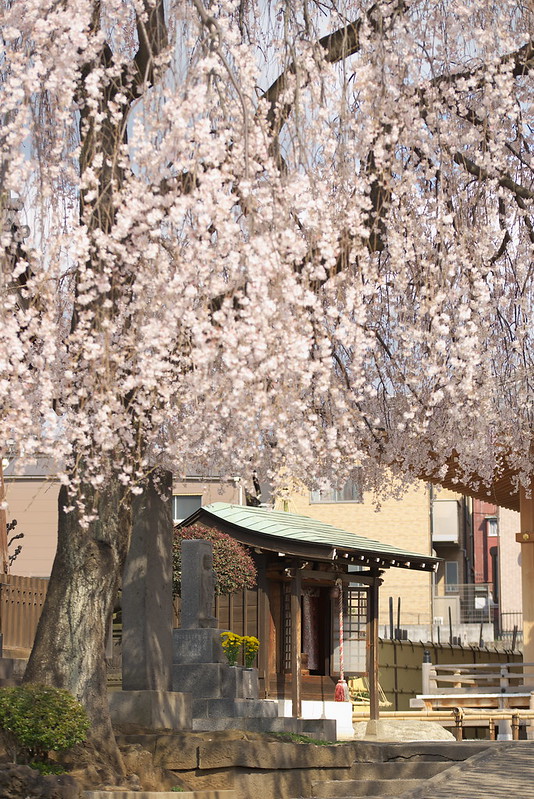 東京路地裏散歩 谷中の枝垂れ桜 2016年3月27日