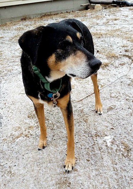 Tut isn't quite sure what to think of the spring snow #seniordog #rescueddog #adoptdontshop #Lapdog Creations ©LapdogCreations