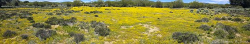 flowers panorama wow explore bearvalley w9jim woolydaisy