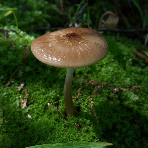brown mushroom fungus fruitingbody physalacriaceae hymenopellis