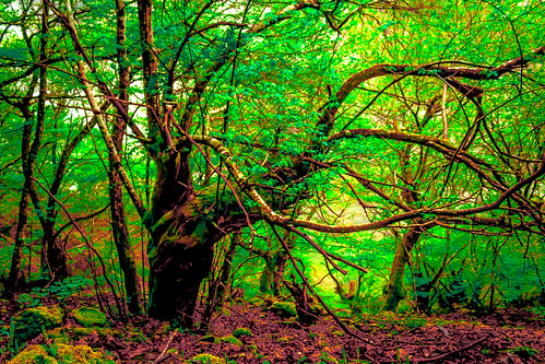 naturaleza tree nature forest branches bosque árbol edition edición lightroom ramas procesado