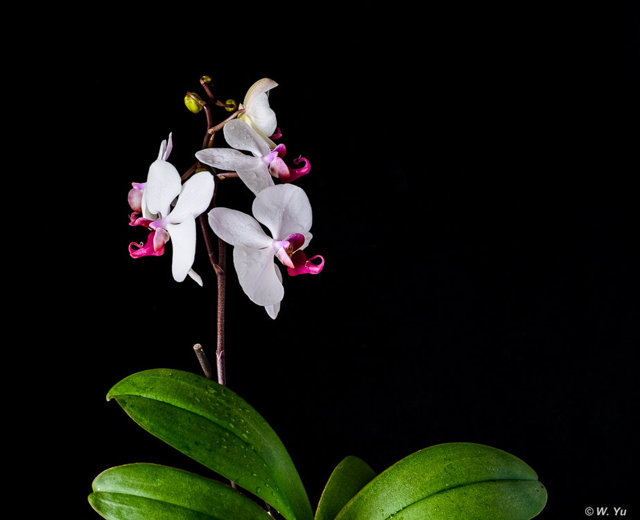 Orchids022016-2