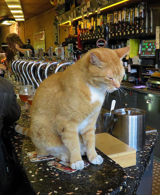 Bar cat at the Café Belgie Pub in Utrecht, Holland