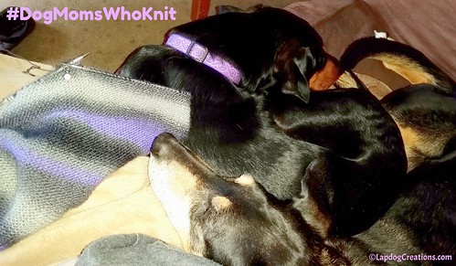 knitting wingspan shawl scarf handknit stitch markers dog #DogMomsWhoKnit #LapdogCreations ©LapdogCreations