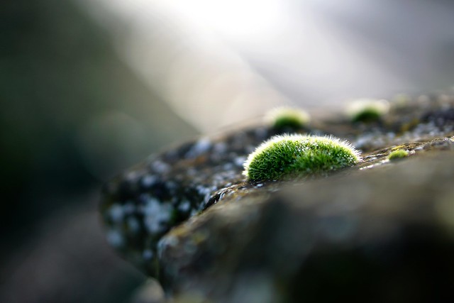 Light ray on moss