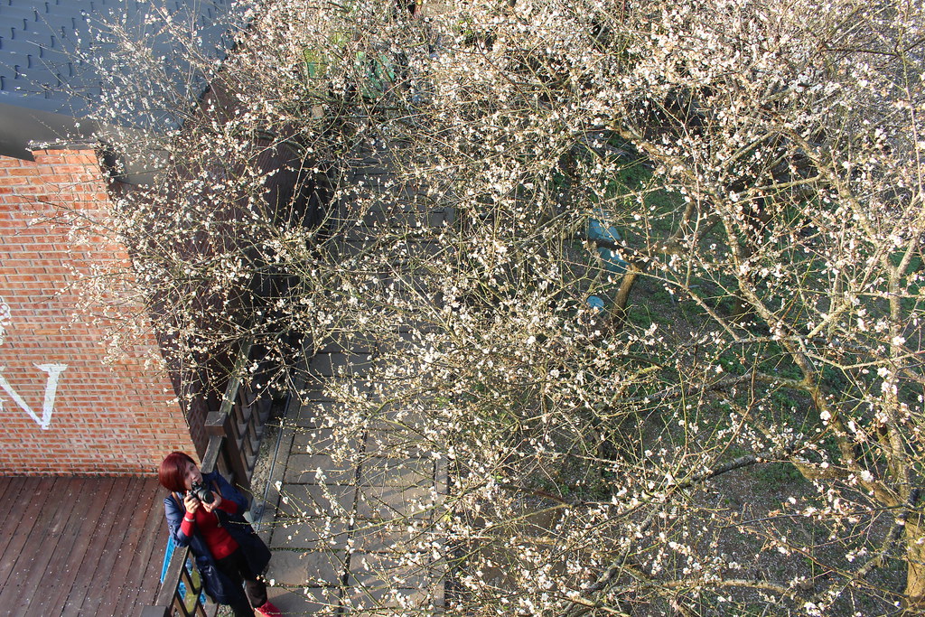 梅花 Plum blossom
