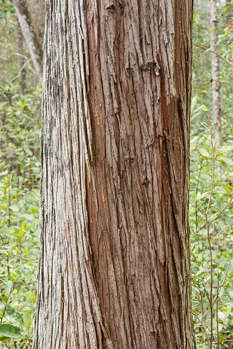 tree native bark trunk cupressaceae atlanticwhitecedar chamaecyparisthyoides gymnosperms cupressusthyoides