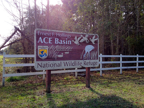 sc nature wildlife southcarolina parks hollywood wildliferefuge nationalwildliferefuge wildlifesanctuary acebasinnwr iphone4s january42014 ernestfhollings ©sashaazevedo