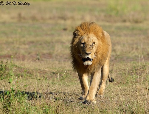 tanzania lion bigcats eastafricanwildlife nikond4s